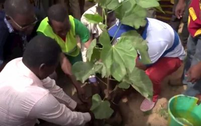 Reportage sur le REBOISEMENT